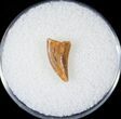 Bargain Raptor Tooth From Morocco - #16964-1